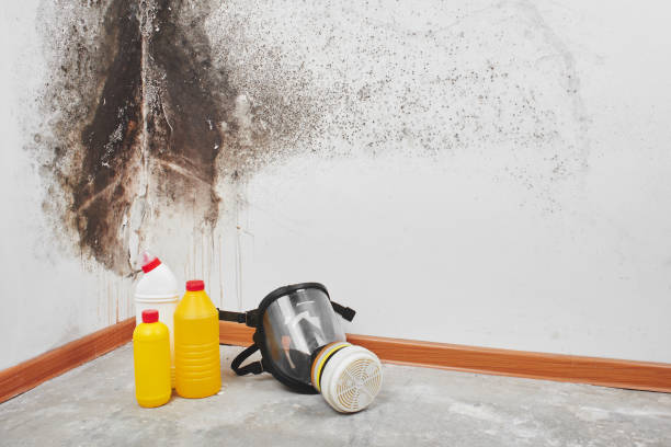 Best Residential Mold Remediation in Gatesville, TX