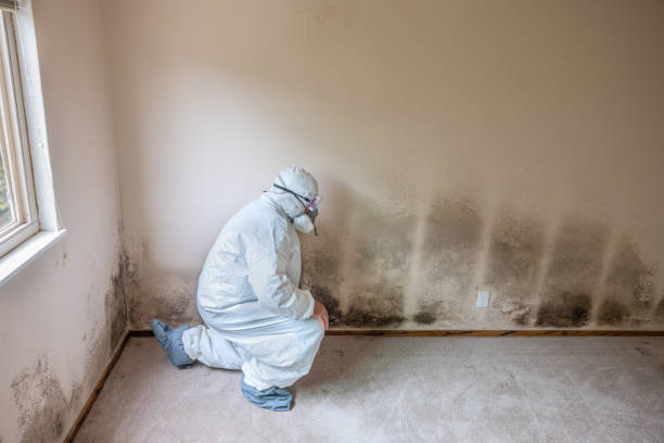 Best Emergency Mold Remediation in Gatesville, TX