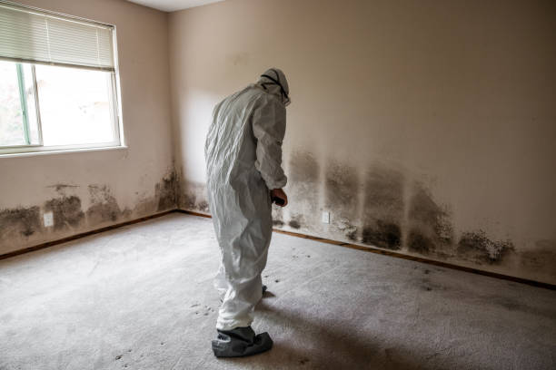 Best Attic Mold Remediation in Gatesville, TX