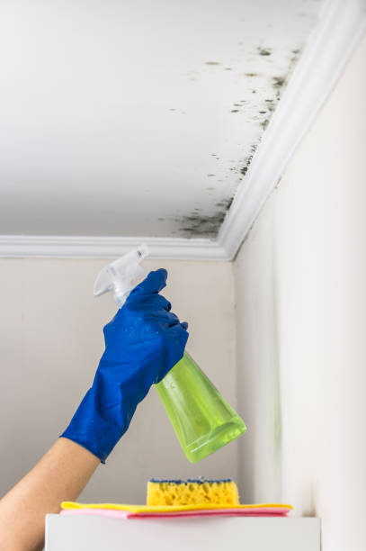 Gatesville, TX Mold Remediation Company